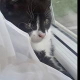 Photo de chat perdu à Ny