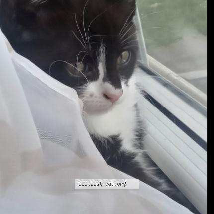 Photo 1/1 Molly Chat perdu à Ny