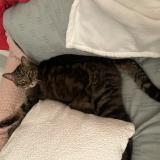 Photo de chat trouvé à Asnieres Sur Seine