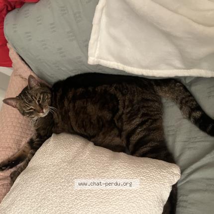 Photo 1/1 Chat retrouvé Trouvé à Asnieres sur seine