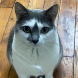 Photo de chat perdu à Saint Denis