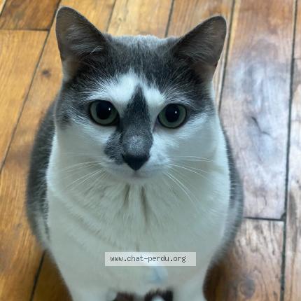 Photo 1/1 Honey Chat perdu à Saint denis