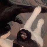 Photo de chat perdu à Wilsonville