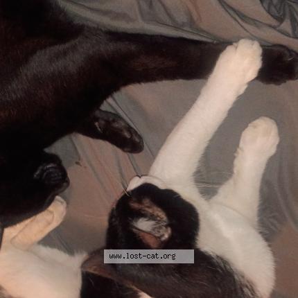 Photo 1/1 Jacob S Nickerson Chat perdu à Wilsonville