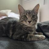 Photo de chat perdu à Toulouse