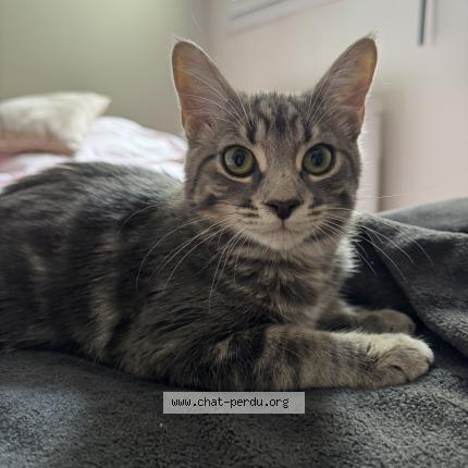 Photo 1/1 MOWGLI Chat perdu à Toulouse