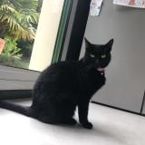 Photo de chat perdu à Clairefontaine En Yvelines