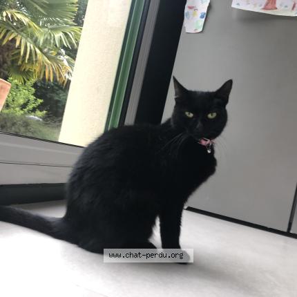 Photo 1/1 Chat retrouvé Perdu à Clairefontaine en yvelines