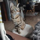 Photo de chat perdu à Obernai