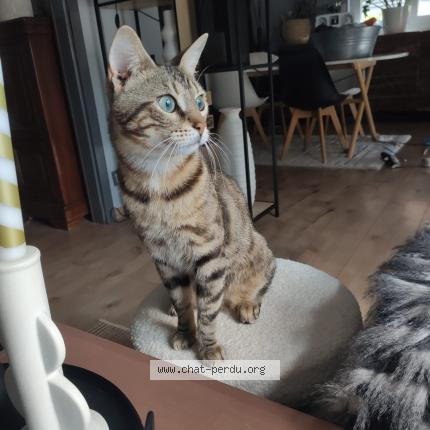 Photo de chat perdu à Obernai