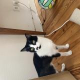 Photo de chat perdu à Libourne