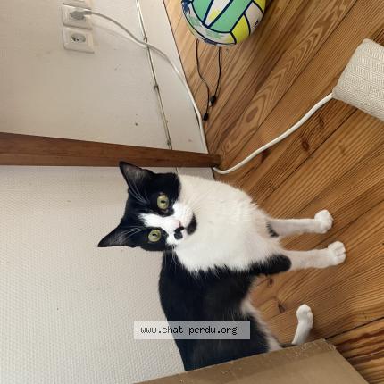 Photo 1/1 Chat retrouvé Perdu à Libourne