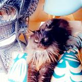 Photo de chat perdu à Livron Sur Drome