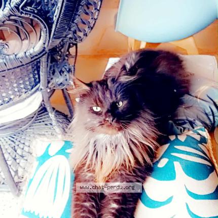 Photo 1/1 REBEL Chat perdu à Livron sur drome