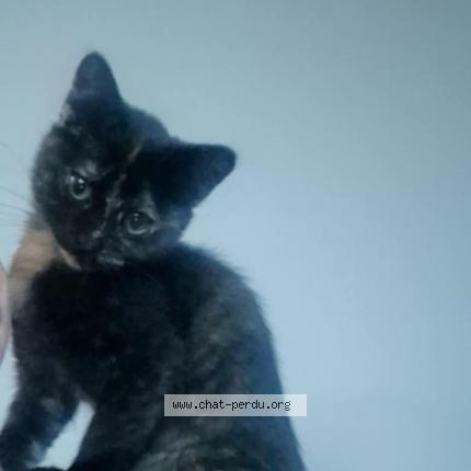 Photo 1/1 Karma Chat perdu à Harfleur