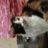 Photo de chat perdu à San Bernardino