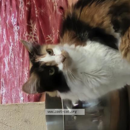 Photo 1/1 Neko Chat perdu à San bernardino