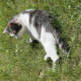 Photo de chat perdu à Sainte Genevieve