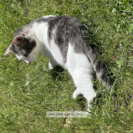 Photo 1/1 Flocon Chat perdu à Sainte genevieve