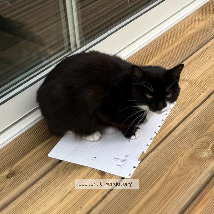 Photo 1/1 Elsa Chat perdu à Villenave d ornon