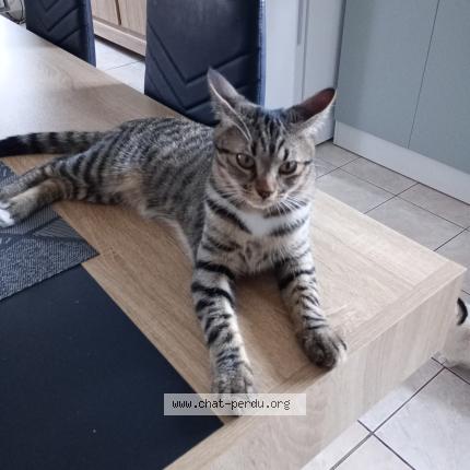 Photo 1/1 Bella Chat perdu à Courcelles sur seine