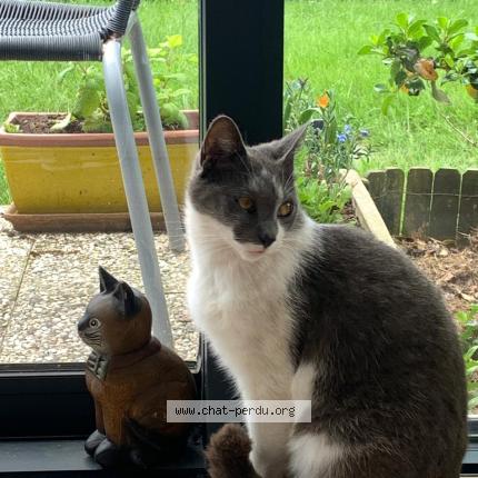 Photo 1/1 Harry Chat perdu à Questembert