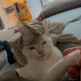 Photo de chat perdu à Conflans Sainte Honorine