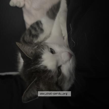 Photo 1/1 Chat retrouvé Trouvé à Strasbourg