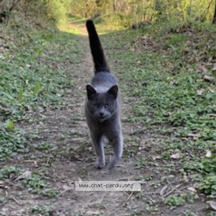 Photo de chat perdu à Gesvres