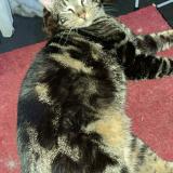 Photo de chat perdu à Dugny