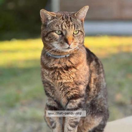 Photo 1/1 Marcus Chat perdu à Villiers sur morin