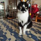 Photo de chat perdu à Bron