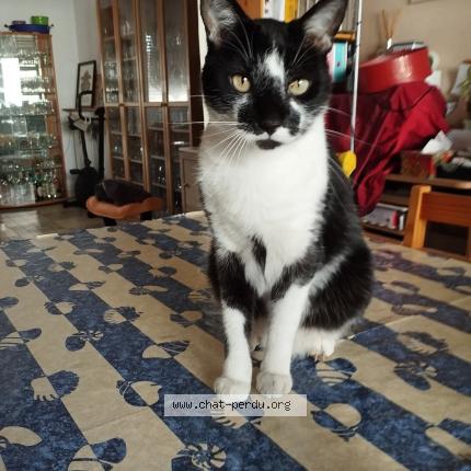 Photo 1/1 Kovou Chat perdu à Bron