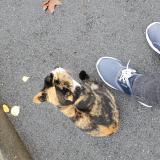 Photo de chat trouvé à Elancourt