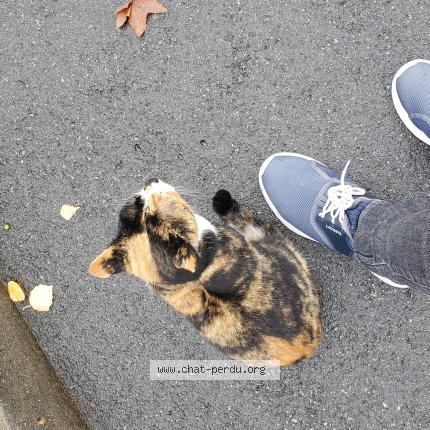 Photo 1/1 Chat trouvé Trouvé à Elancourt