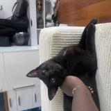 Photo de chat perdu à Bois D Arcy