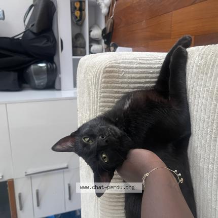 Photo 1/1 VLAD Chat perdu à Bois d arcy