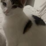 Photo de chat perdu à Villefranche Sur Saone