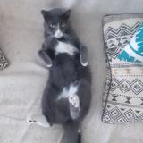 Photo de chat perdu à Villefontaine