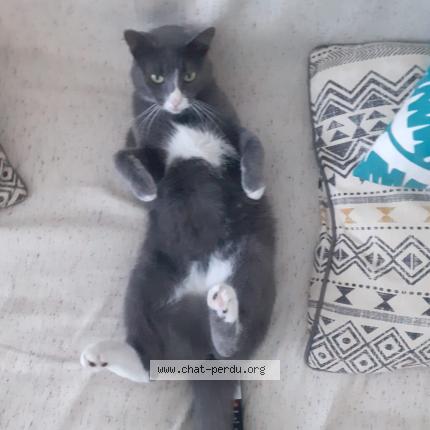 Photo 1/1 Nala Chat perdu à Villefontaine