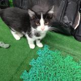 Photo de chat trouvé à Louvres