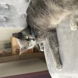 Photo de chat perdu à Lievin