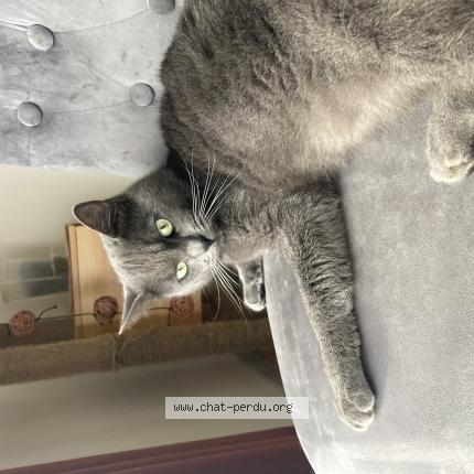Photo 1/1 Chat retrouvé Perdu à Lievin