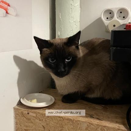 Photo 1/1 Chat retrouvé Trouvé à Saint Gilles