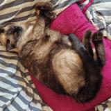 Photo de chat perdu à Albi