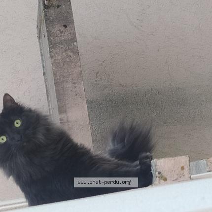 Photo 1/1 Boulette Chat perdu à Thaon les vosges