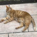 Photo de chat perdu à Bihorel