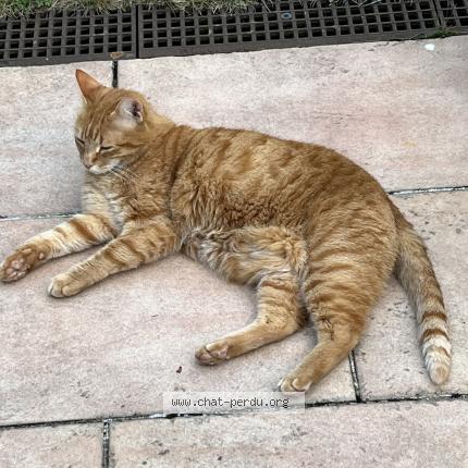 Photo de chat perdu à Bihorel