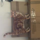 Photo de chat perdu à Perros Guirec