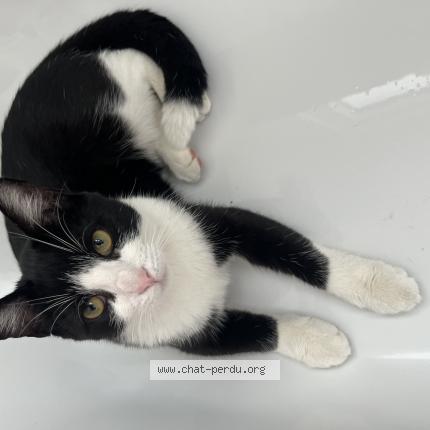 Photo 1/1 Flash Chat perdu à Flemalle